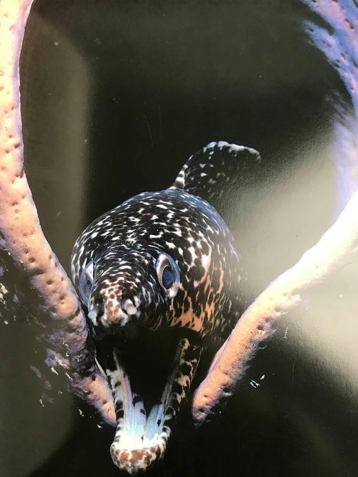 奥杜邦学会海洋野生动物图鉴 123幅彩色摄影图集 精装大16开 商品图6