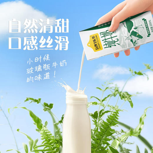 认养一头牛纯奶200ml*12/提 商品图2