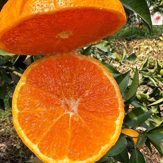 特惠活动『眉山明日见柑橘』脆嫩多汁，鲜甜爽口，皮薄籽少，小巧饱满，又名阿斯蜜柑橘 商品图8