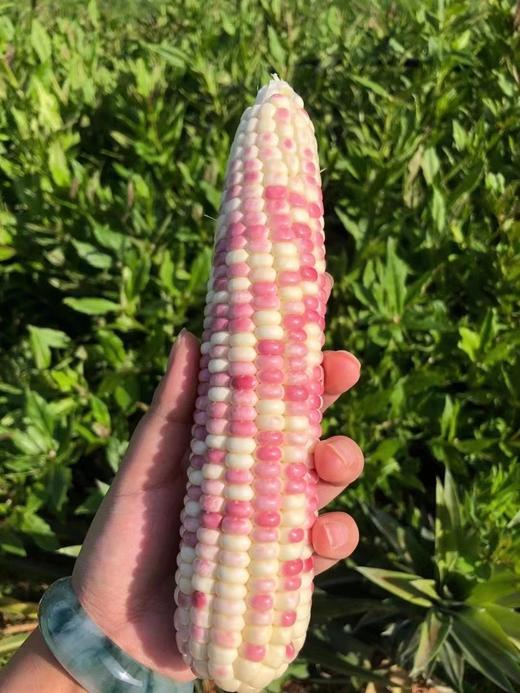 【AN】西双版纳 A级花糯玉米 商品图3