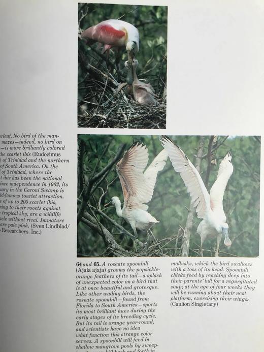 奥杜邦学会海洋野生动物图鉴 123幅彩色摄影图集 精装大16开 商品图13