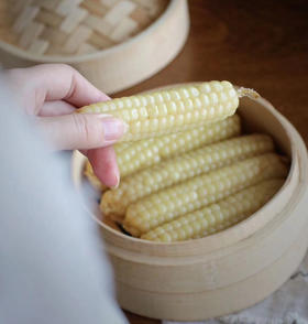 🌽糯叽叽｜西双版纳拇指玉米