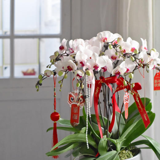 春节年宵花蝴蝶兰盆栽009款 商品图5