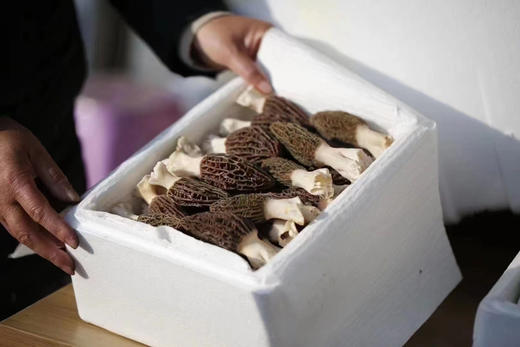 新鲜羊肚菌
（可到店自提、可快递到家） 商品图0