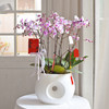 春节年宵花盆栽蝴蝶兰013款 商品缩略图0