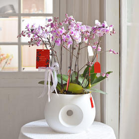 春节年宵花盆栽蝴蝶兰013款