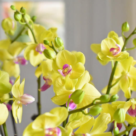 春节年宵花蝴蝶兰盆栽008款 商品图5