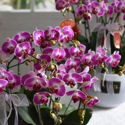 《幸福飞来》天堂鸟蝴蝶兰盆栽041 商品图6