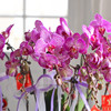 《幸福飞来》蝴蝶兰盆栽050 商品缩略图7