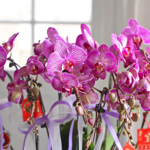 《幸福飞来》蝴蝶兰盆栽050 商品图7