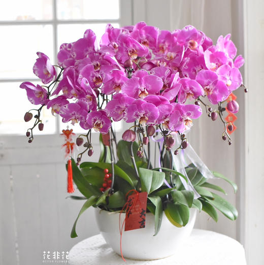 《幸福飞来》蝴蝶兰盆栽049 商品图0