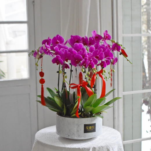 《幸福飞来》蝴蝶兰盆栽032 商品图0