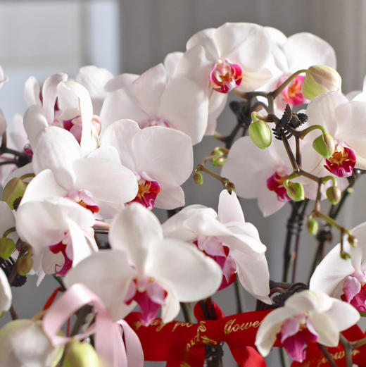 春节年宵花蝴蝶兰盆栽009款 商品图8