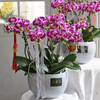 《幸福飞来》天堂鸟蝴蝶兰盆栽041 商品缩略图0
