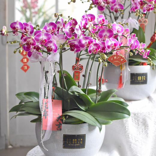 《幸福飞来》天堂鸟蝴蝶兰盆栽041 商品图3