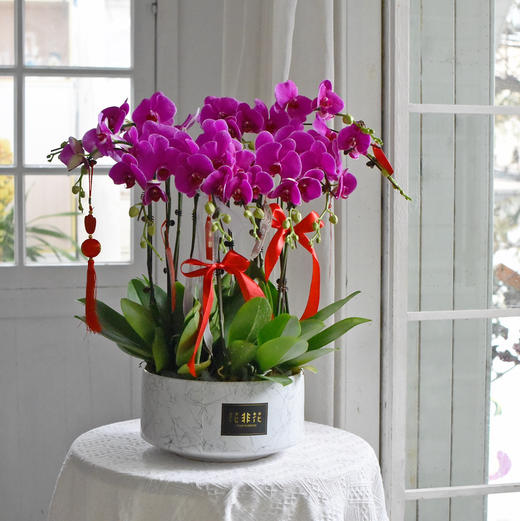 《幸福飞来》蝴蝶兰盆栽032 商品图1