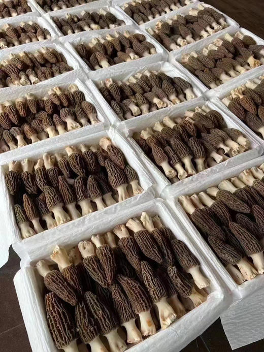 新鲜羊肚菌
（可到店自提、可快递到家） 商品图3