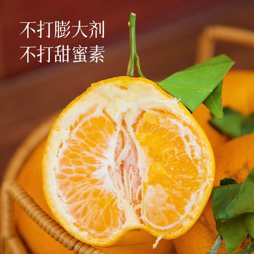 【集甜、香、嫩、多汁于一身的柑橘  春见耙耙柑】自然成熟的好果子  黄金酸甜比  清甜多汁  无核无渣  一口春天 一口春见 自然酸甜 粒粒分明~ 商品图2