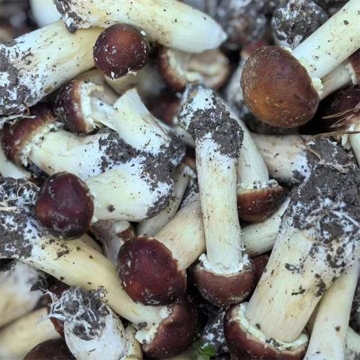 【赤松茸】福建古田赤松茸新鲜蘑菇2斤装装  商品图4