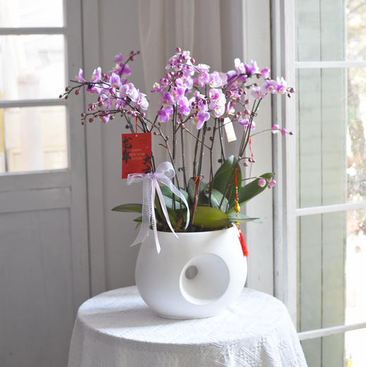春节年宵花盆栽蝴蝶兰013款 商品图4