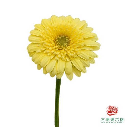 非洲菊 XS 布丁 10枝一扎 商品图1