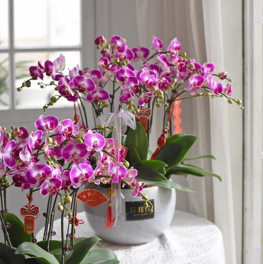 《幸福飞来》天堂鸟蝴蝶兰盆栽041 商品图4