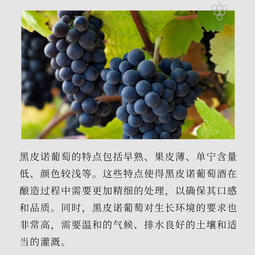 澳大利亚进口威卡菲庄园黑皮诺红葡萄酒750ml 商品图3