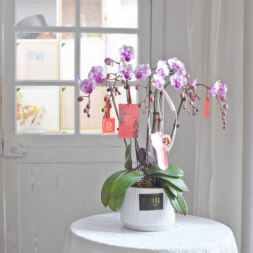 《幸福飞来》蝴蝶兰盆栽034 商品图1