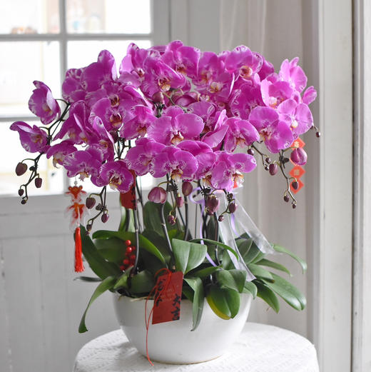 《幸福飞来》蝴蝶兰盆栽049 商品图3