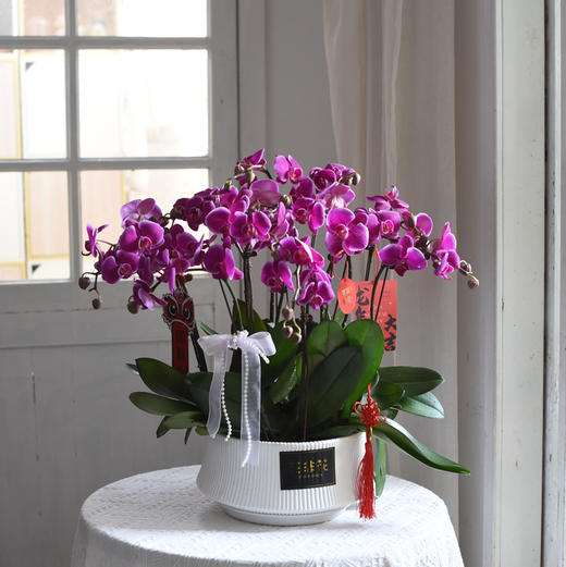 《幸福飞来》蝴蝶兰盆栽035 商品图8