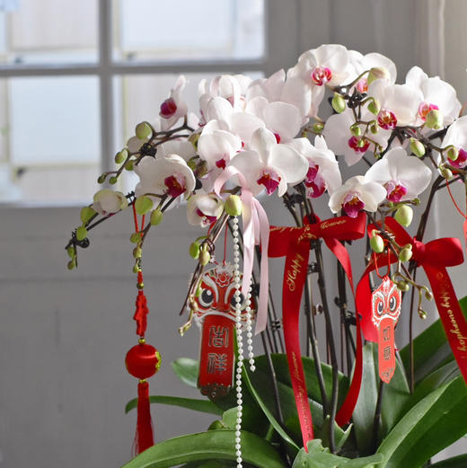 春节年宵花蝴蝶兰盆栽009款 商品图4