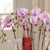 春节年宵花盆栽蝴蝶兰016
款 商品缩略图5