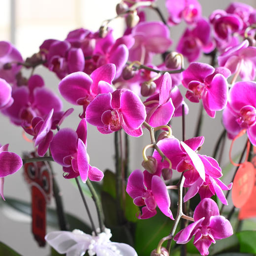 《幸福飞来》蝴蝶兰盆栽035 商品图4