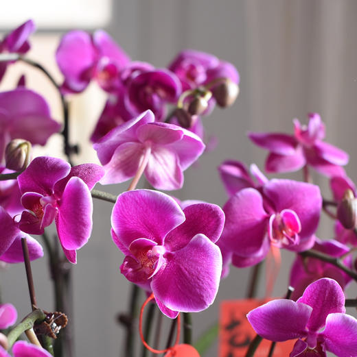 《幸福飞来》蝴蝶兰盆栽035 商品图3