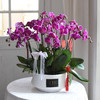 《幸福飞来》蝴蝶兰盆栽035 商品缩略图5