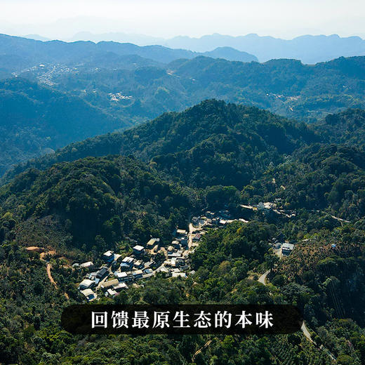 2023年头春【茶王曼秀】易武斗茶大会茶王奖得主曼秀 普洱茶生茶357g/饼 5饼/提 20饼/件 拍5发6拍20发25 商品图1