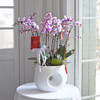 春节年宵花盆栽蝴蝶兰013款 商品缩略图3