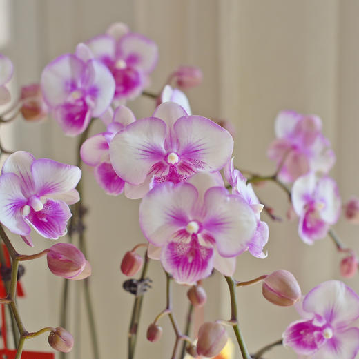 春节年宵花盆栽蝴蝶兰016
款 商品图4