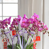 《幸福飞来》蝴蝶兰盆栽050 商品缩略图4
