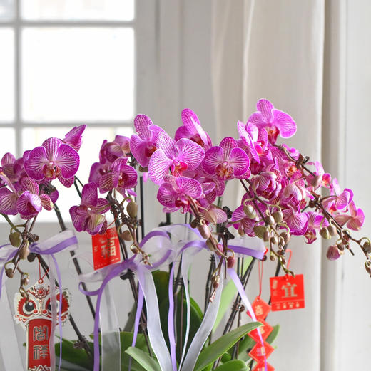《幸福飞来》蝴蝶兰盆栽050 商品图4