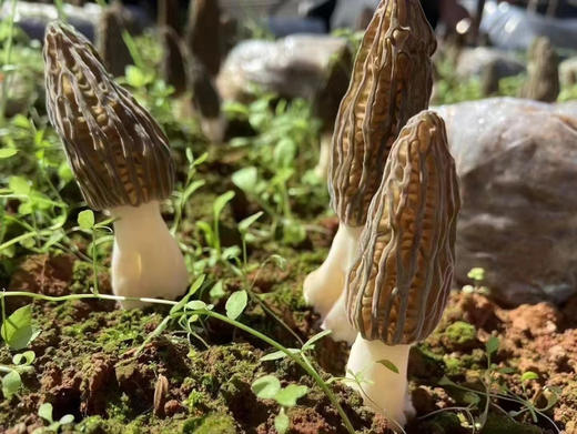 新鲜羊肚菌
（可到店自提、可快递到家） 商品图4