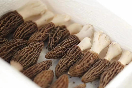 新鲜羊肚菌
（可到店自提、可快递到家） 商品图2