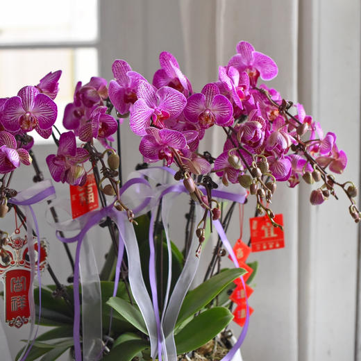 《幸福飞来》蝴蝶兰盆栽050 商品图6