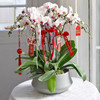 春节年宵花蝴蝶兰盆栽009款 商品缩略图6