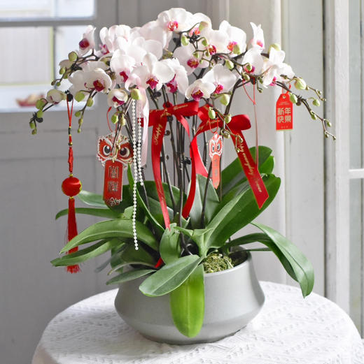 春节年宵花蝴蝶兰盆栽009款 商品图6
