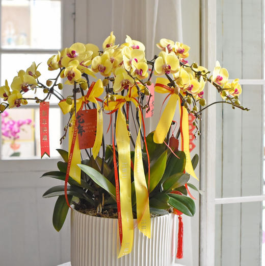 春节年宵花蝴蝶兰巨形盆栽026款 商品图5