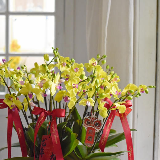 春节年宵花蝴蝶兰盆栽008款 商品图3