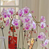 春节年宵花盆栽蝴蝶兰016
款 商品缩略图3