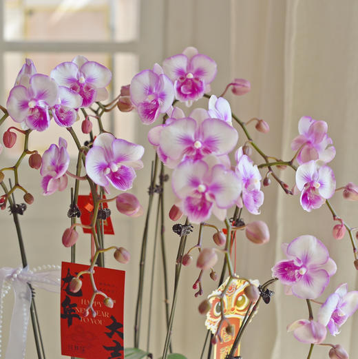 春节年宵花盆栽蝴蝶兰016
款 商品图3