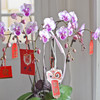 《幸福飞来》蝴蝶兰盆栽034 商品缩略图5
